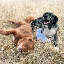 Load image into Gallery viewer, Desert Dog Chew Toy - Stinky
