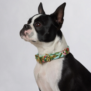 Designer Dog Collar - COASTAL FLOWER