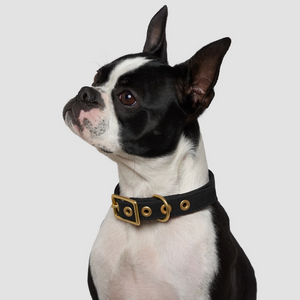 Recycled Canvas Dog Collar - BLACK
