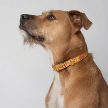 Load image into Gallery viewer, Designer Dog Collar - BOHEMIAN SUNSET
