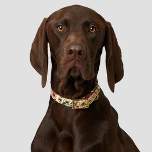 Designer Dog Collar - COTTAGE GARDEN